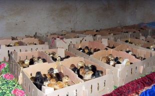 供应山东优质小土鸡，把握商机赚大钱