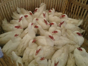 福州海峡农副产品物流中心 家禽批发市场的繁荣与农副产品的流通枢纽