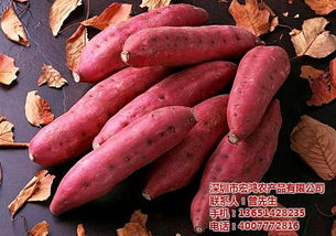 深圳农副产品配送专家 宏鸿禽蛋农副产品配送厂家的服务与价值