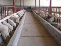 山西省小尾寒羊市场行情分析与采购指南