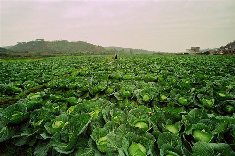 昆山菜篮子 从基地到餐桌的农副产品保驾之路