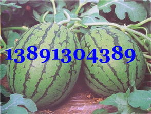 北京大洋路农副产品批发市场 特色农副产品全览