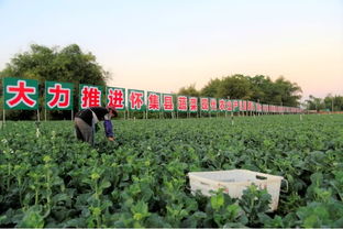 肇庆绿色农副产品集散基地 蝶变在即